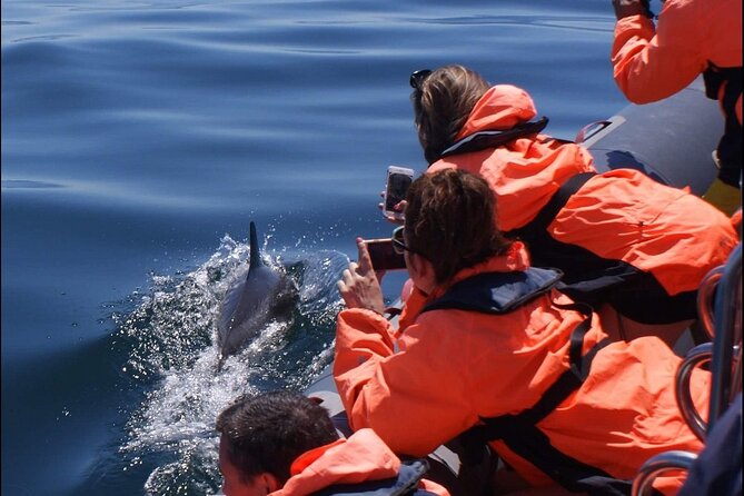 Dolphins Watching - Family-Friendly Value: Price, Group Size, and What You’re Paying For