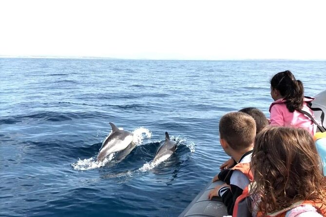 Dolphins Watching - Language and Onboard Info: English Help, Limited Commentary