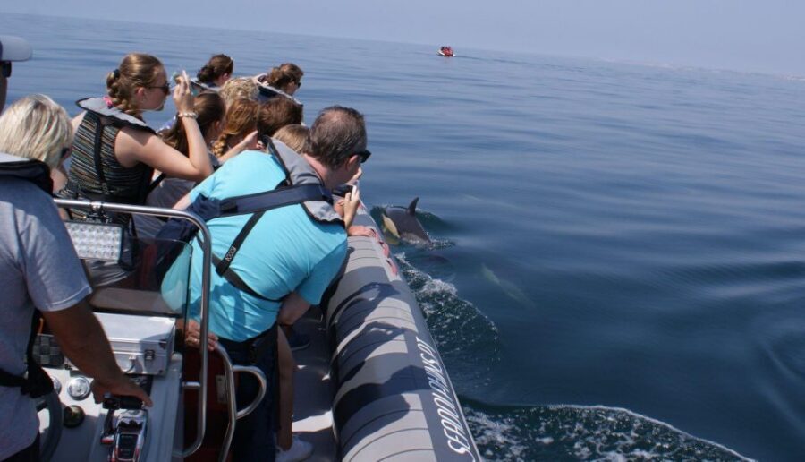 Dolphins Watching - Portimão - Who This Trip Suits Best (And Who Should Skip It)