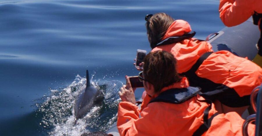 Dolphins Watching - Portimão - Portimão Dolphin Watching: Why This Feels More Real
