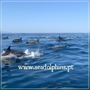 Dolphins Watching - Portimão - Where You Start: Seadolphins Algarve at Quiosque N.º 11