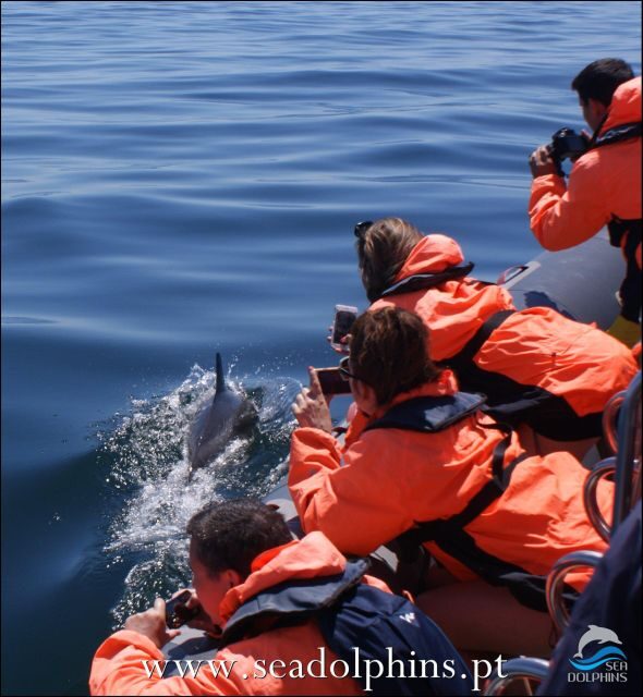 Dolphins Watching - Portimão - Praia da Rocha Dolphin Watching (1.5 Hours): How the Trip Actually Plays Out