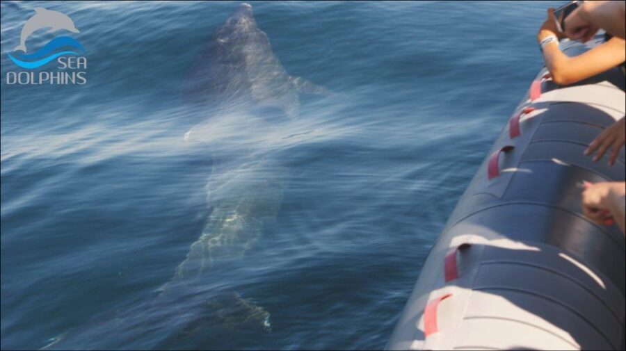 Dolphins Watching - Portimão - The Long-Tail Boat Ride in Portimão: Movement Changes the Mood