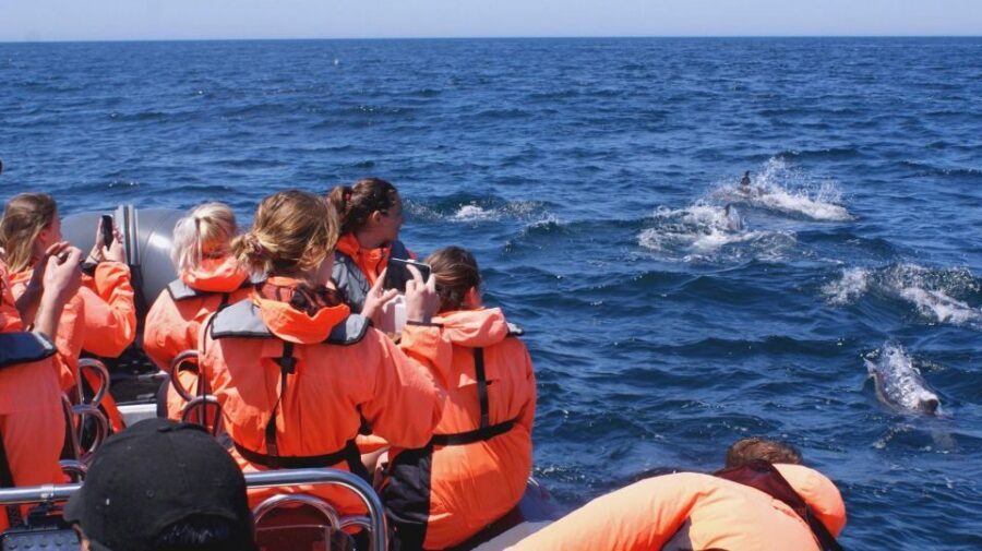 Dolphins Watching - Portimão - Guides on the Water: Information, Professionalism, and Real Follow-Through