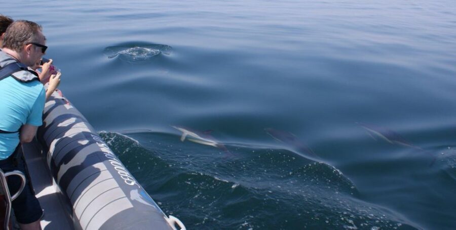 Dolphins Watching - Portimão - Comfort and Realistic Expectations on the Boat