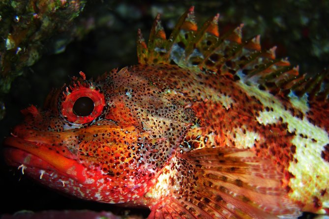 Double Scuba Diving - Check-in at Azores Sub in Vila Franca do Campo (and what the site has)