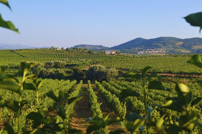 Douro Three Winery Small Group Tour with Lunch and Tastings - Peso da Régua and the Douro Gateway Stops: Views, Vineyards, and Wine Town Reality