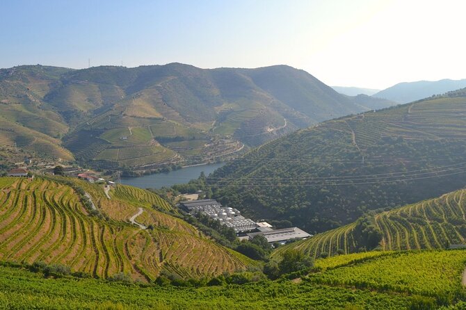 Douro Three Winery Small Group Tour with Lunch and Tastings - Lunch on a Vineyard Estate Plus Port Tasting: The Part Most People Actually Remember