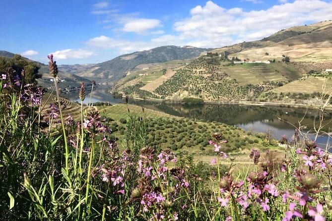 Douro Valley and Régua Panoramic Cruise with Lunch from Porto - Comfort and Logistics: How to Use the Boat Like a Pro