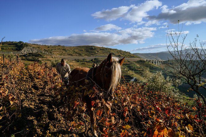 DOURO VALLEY: Lunch in a winery, tastings & 1-h private boat tour - Boat time and rain: how to plan for a “real weather day”