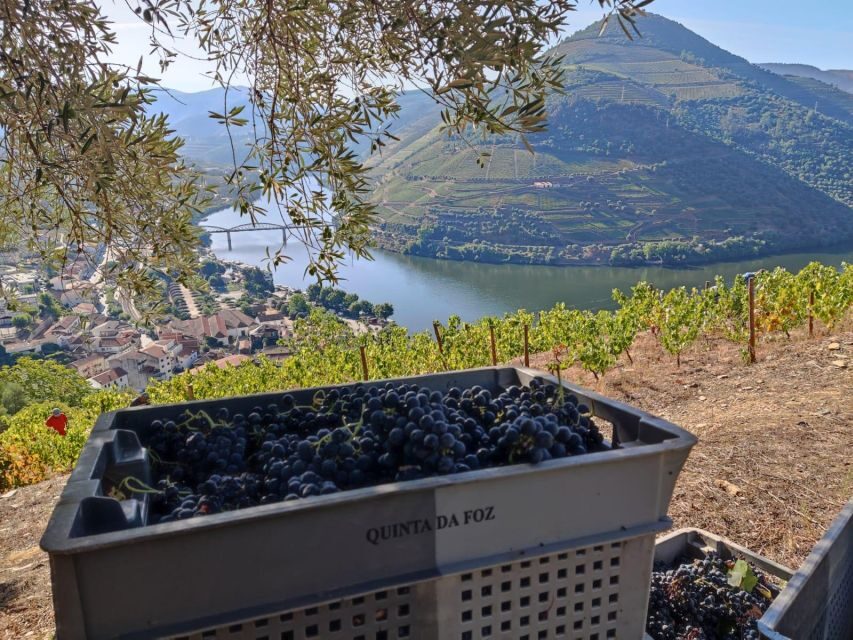 Douro Valley: (Pinhão) Quinta da Foz - Tour&Tasting 5 WINES - Quick practical tips so your visit feels smooth