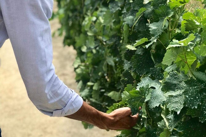 Douro Valley Premium Tours - Private Driver & Guide - The easy win: why this Douro day feels premium