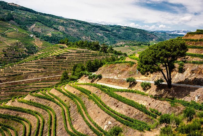 Douro Valley Private Day Trip including Boat Ride & Wine Tasting - The price: what you’re paying for (and what to confirm)
