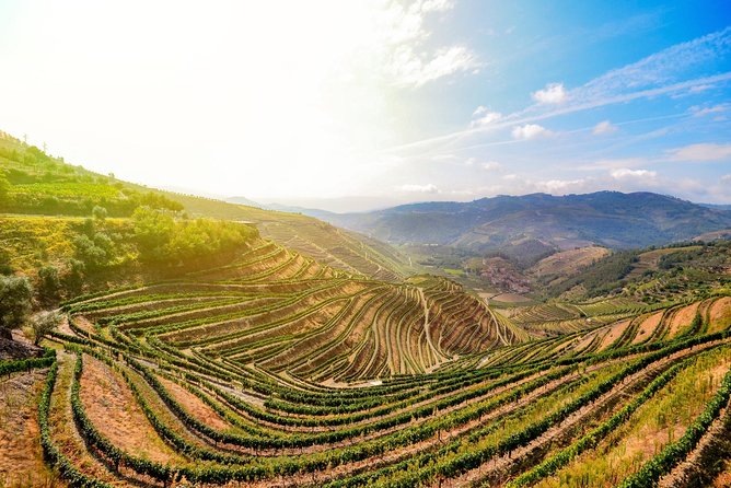 Douro Valley Private Full–Day Tour from Porto - Stop 5: Quinta de São Luís (1 hour 20 minutes, visit and wine tasting)