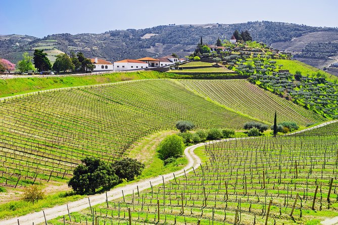 Douro Valley - Relaxed Departure from Porto - Peso da Régua Viewpoint: Your First Douro Reality Check