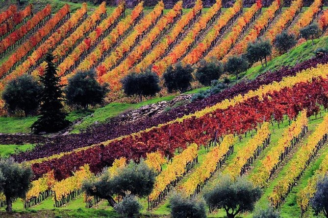 Douro Valley - Relaxed Departure from Porto - Quinta de São Luís: Second Tasting, Different Perspective