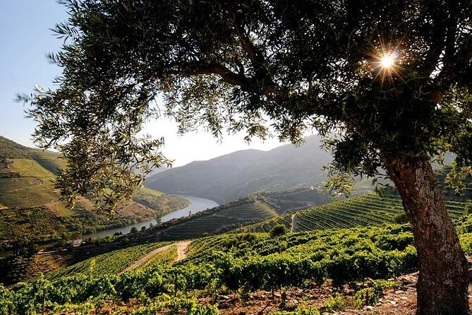Douro Valley Small-Group Tour: 2 Wineries, Lunch, Optional Cruise - The Day’s Pace: 9 Hours That Don’t Feel Like a Sprint