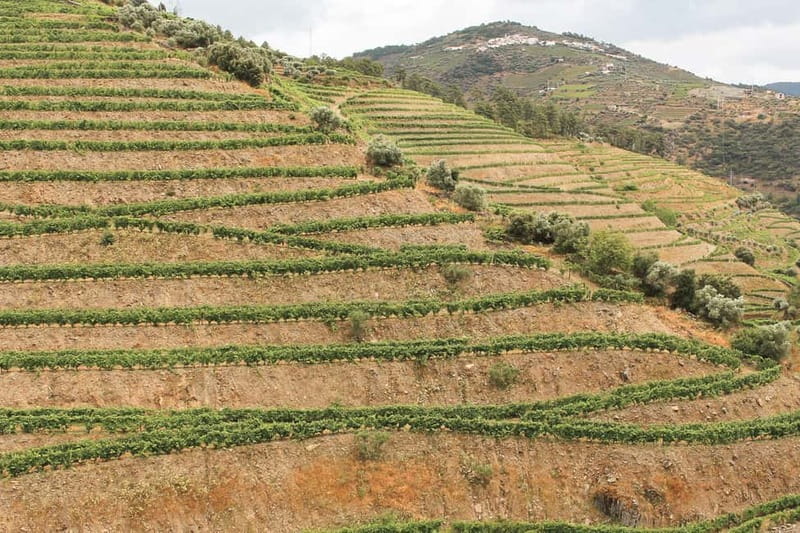 Douro Valley: Tour with Wine Tastings, Lunch, and Boat Ride - Lunch After the River: Typical Portuguese Food with Real Choice