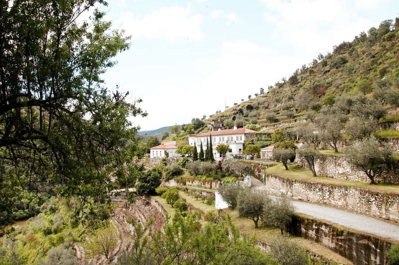 Douro Valley: Tour with Wine Tastings, Lunch, and Boat Ride - Second Winery: Table Wine, Premium Differences, and the Olive Oil Finale
