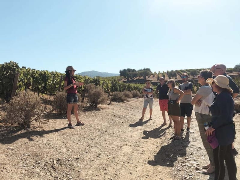 Douro Valley: Tour with Wine Tastings, Lunch, and Boat Ride - Driving Time, Pacing, and the 9-Hour Rhythm