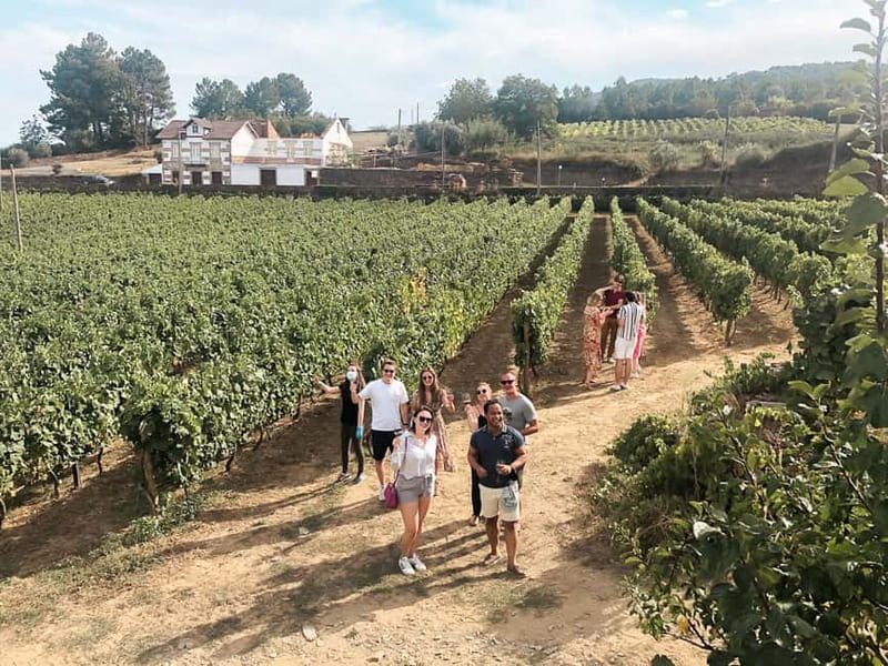 Douro Valley: Tour with Wine Tastings, Lunch, and Boat Ride - Port Winery Time: What You Gain from the First Tasting Stop