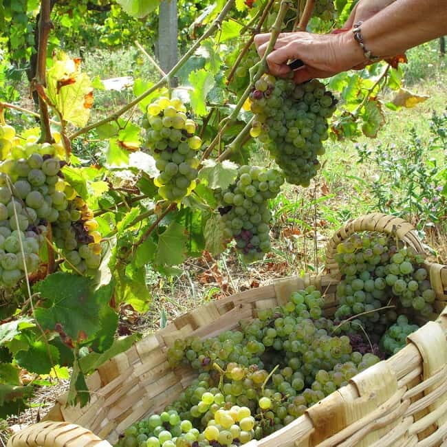 Douro Valley: Traditional Cooking Class, Farm Tour and Lunch - Who should book Quinta de Louredo, and who might not love it