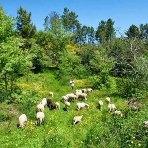 Douro Valley: Traditional Cooking Class, Farm Tour and Lunch - How the 4-hour flow works: from tastings to cooking to lunch