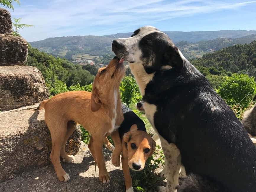 Douro Valley: Traditional Cooking Class, Farm Tour and Lunch - The traditional cooking lesson: hands-on Portuguese comfort food