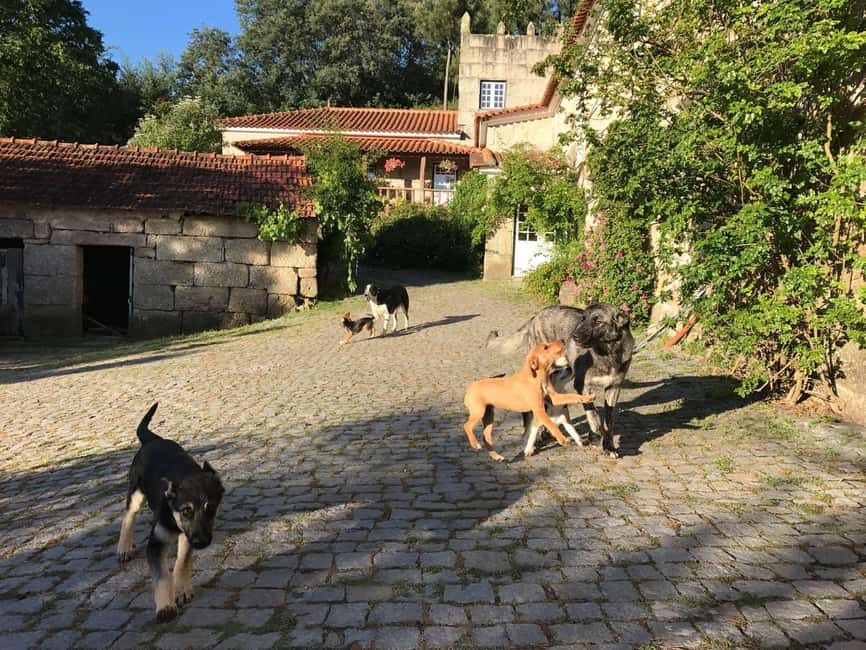 Douro Valley: Traditional Cooking Class, Farm Tour and Lunch - Price and value: why $175 can feel fair (or not)