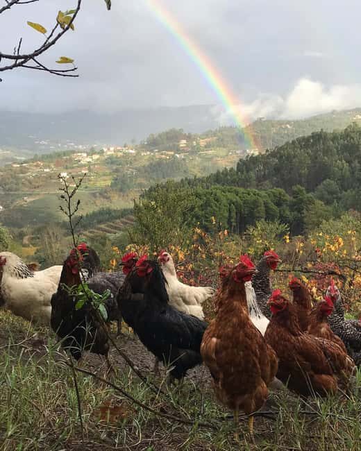 Douro Valley: Traditional Cooking Class, Farm Tour and Lunch - Getting there: parking by the farmhouse or train plus taxi
