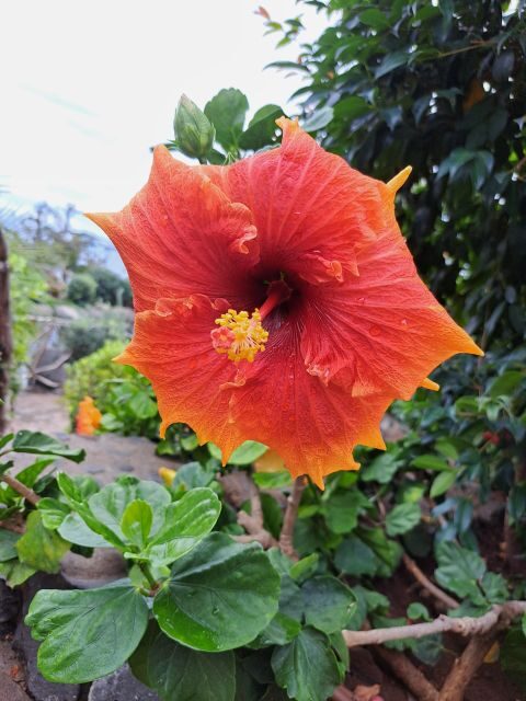 EAST MADEIRA:,Peaks, Forest walk,Thatched Roofs, Rum factory - Ribeiro Frio and the Balcões levada: forest walking that feels like a reset