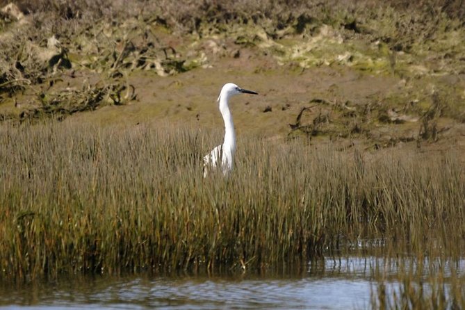 Eco Boat Tour in the Ria Formosa Lagoon from Faro - Price and value from Faro: what $30.23 buys you