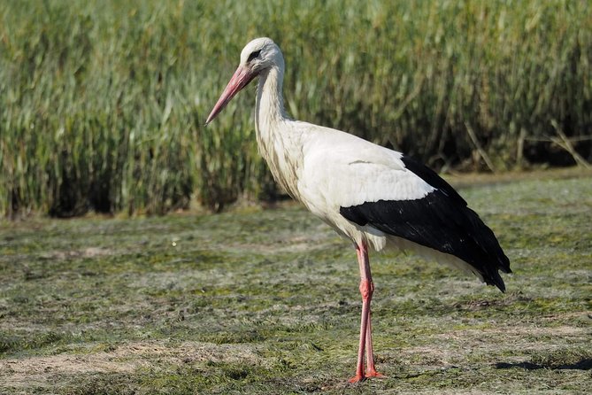 Eco Boat Tour in the Ria Formosa Lagoon from Faro - Who should book this tour (and who should skip it)
