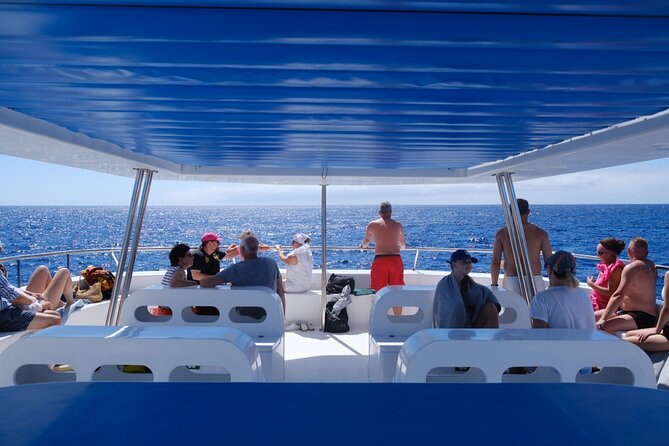 Eco-Friendly Catamaran Dolphin and Whale Watching - Key things to know before you go on this Madeira eco cruise