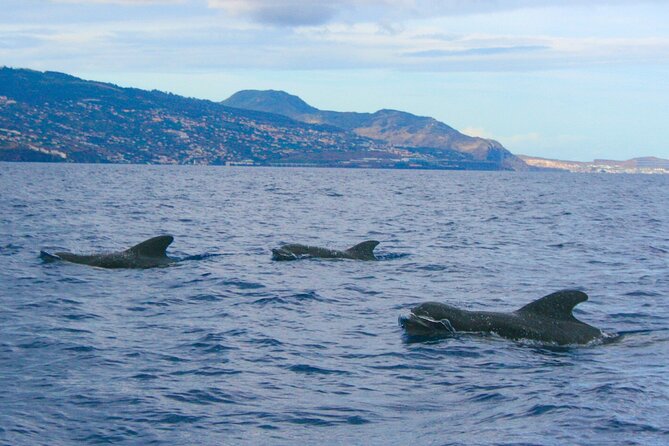 Eco-Friendly Catamaran Dolphin and Whale Watching - The south-coast bonus: Cabo Girão, Camara de Lobos, and Reid’s Hotel