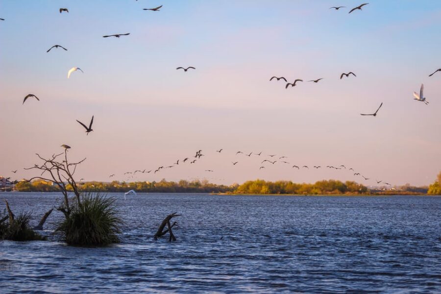 Escaroupim: 1 hour boat trip, guided tour - Birds, free horses, and the seasonal thrill of spotting wildlife