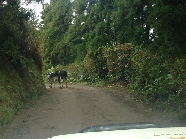 Explore the Wonders of Sete Cidades & West side on a Jeep Tour - Guides Make the Difference: Johanna and Hugo’s Local Touch