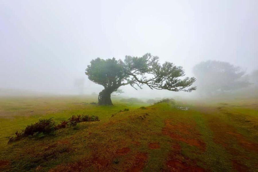 Fanal / Assobiadores - Levada Walk - The Paul da Serra start: where the hike changes character