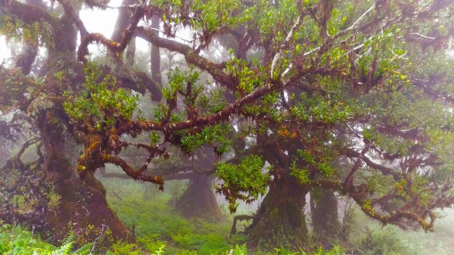 Fanal / Assobiadores - Levada Walk - Who should book this walk (and who might skip it)