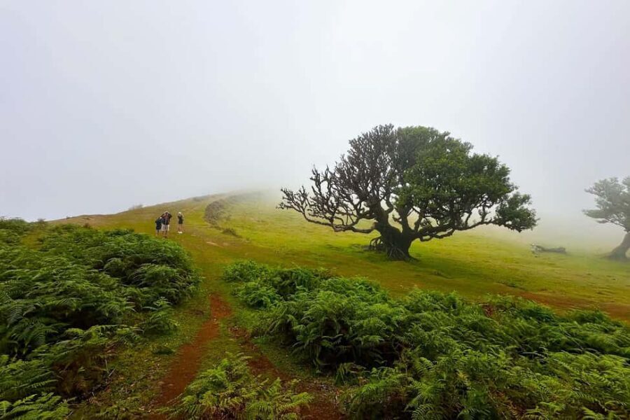 Fanal / Assobiadores - Levada Walk - Laurissilva forest: the part you’ll remember
