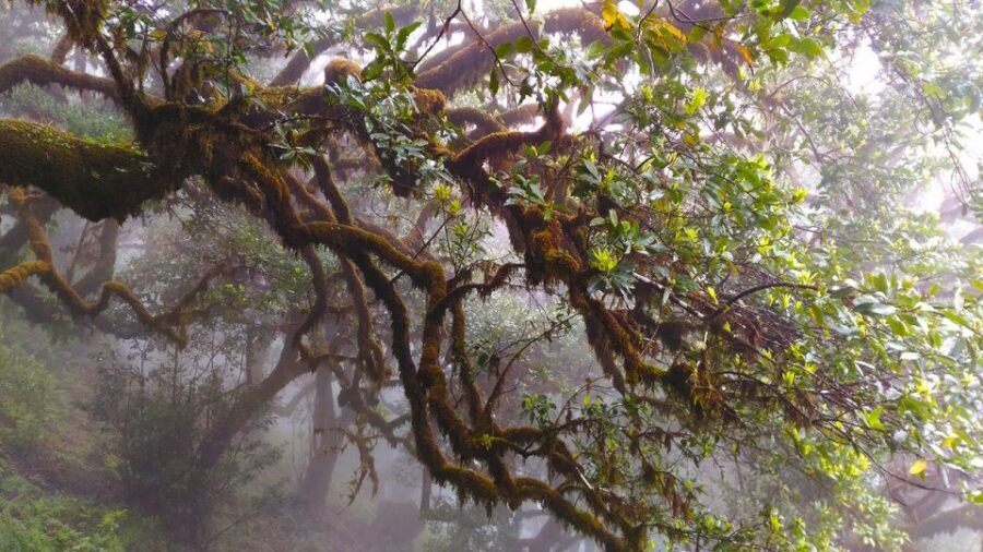 Fanal / Assobiadores - Levada Walk - The hiking effort: what “regular walkers” really means