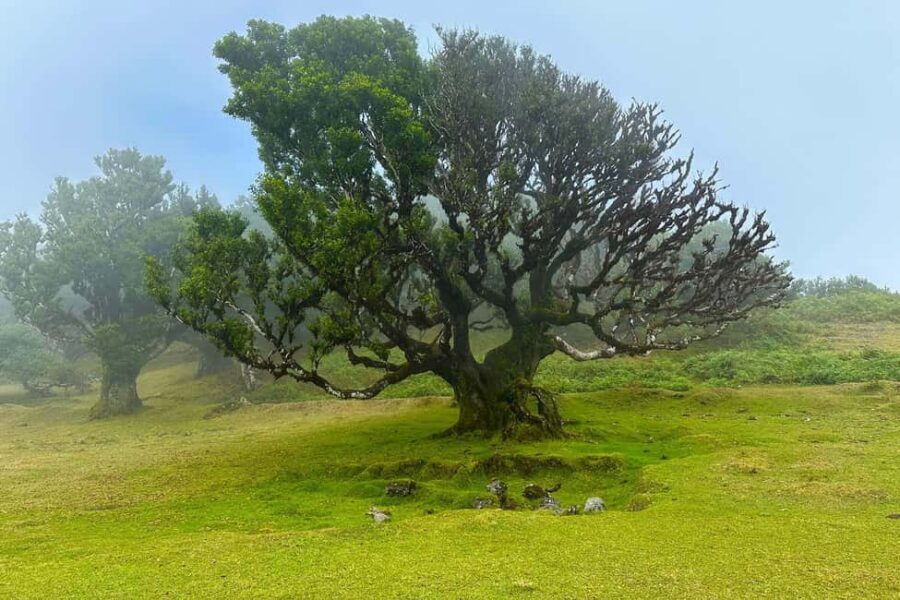 Fanal / Assobiadores - Levada Walk - Guide quality: why it’s more than a walk with facts
