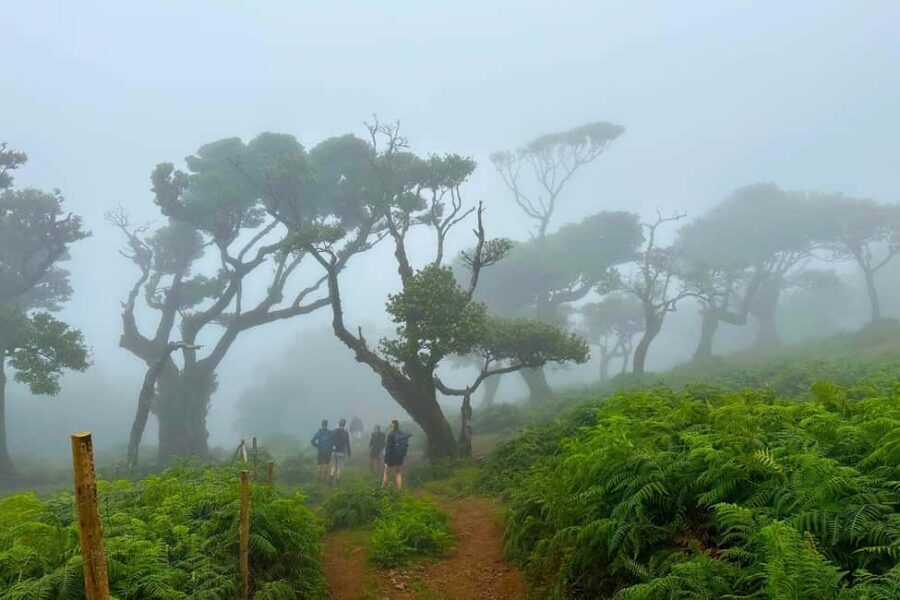 Fanal / Assobiadores - Levada Walk - Getting there: pickups that save real time