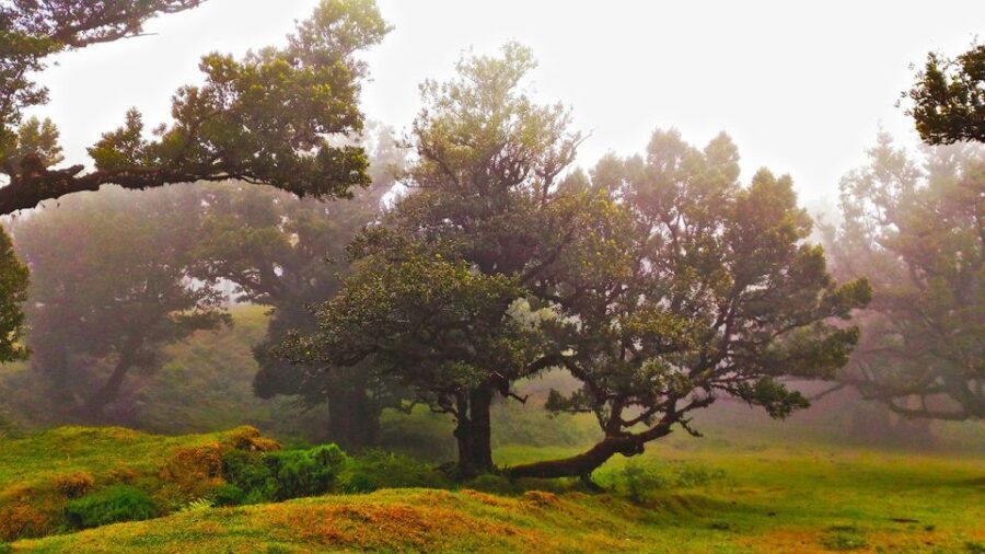 Fanal / Assobiadores - Levada Walk - Price and value: is $50 a fair deal?