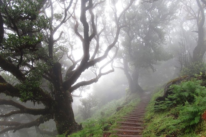 Fanal -Enchanted Forest - How Fanal’s Enchanted Forest actually feels