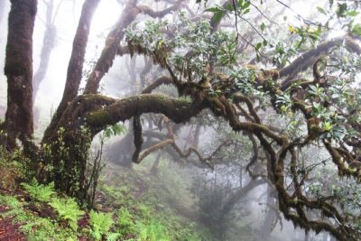Fanal -Enchanted Forest - Old trees + northern coast viewpoints in one day