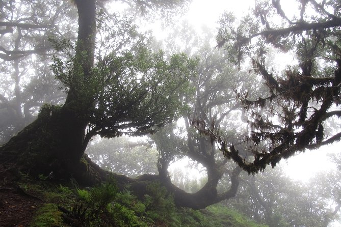 Fanal -Enchanted Forest - Included perks that make the day easier