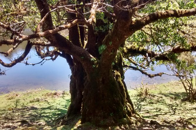 Fanal -Enchanted Forest - Price and value: is $72.41 a fair deal?