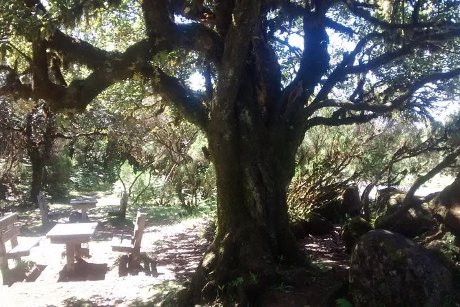 Fanal -Enchanted Forest - Getting ready: shoes, rain gear, and what to expect