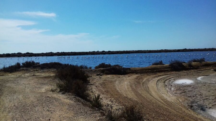 Faro Bike Tour through the Beautiful Ria Formosa - Who should book this Faro Ria Formosa bike tour?